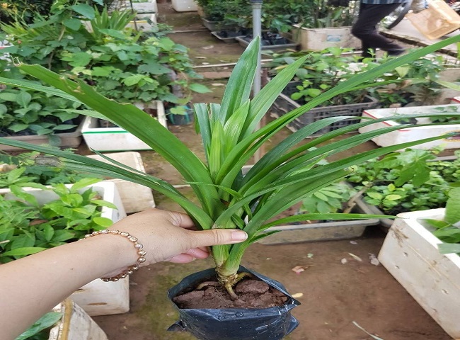 Ca sĩ Hoàng Quyên